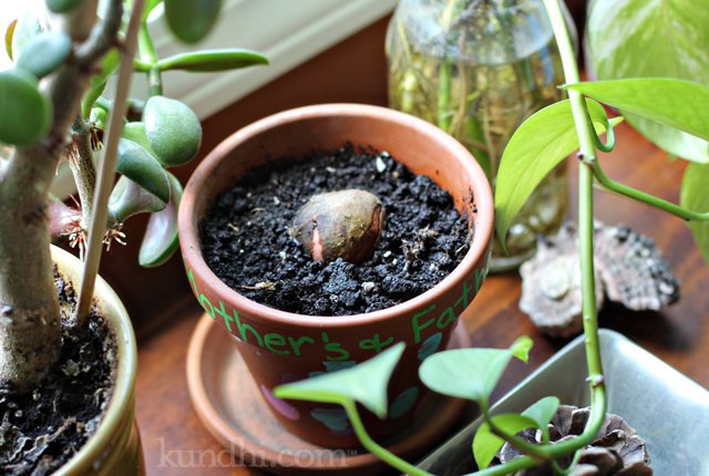 avocado plant