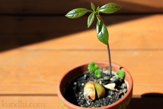 avocado plant