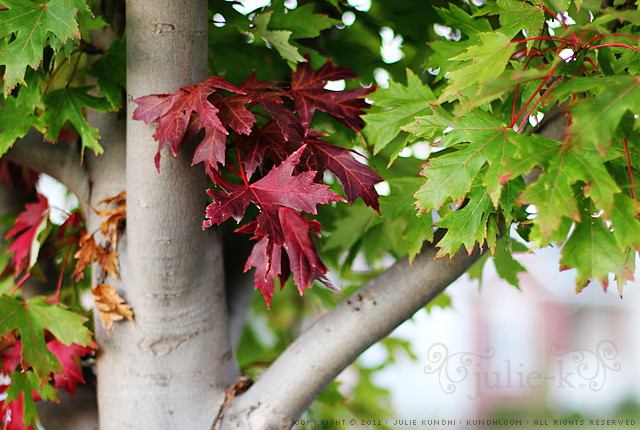 autumn leaves