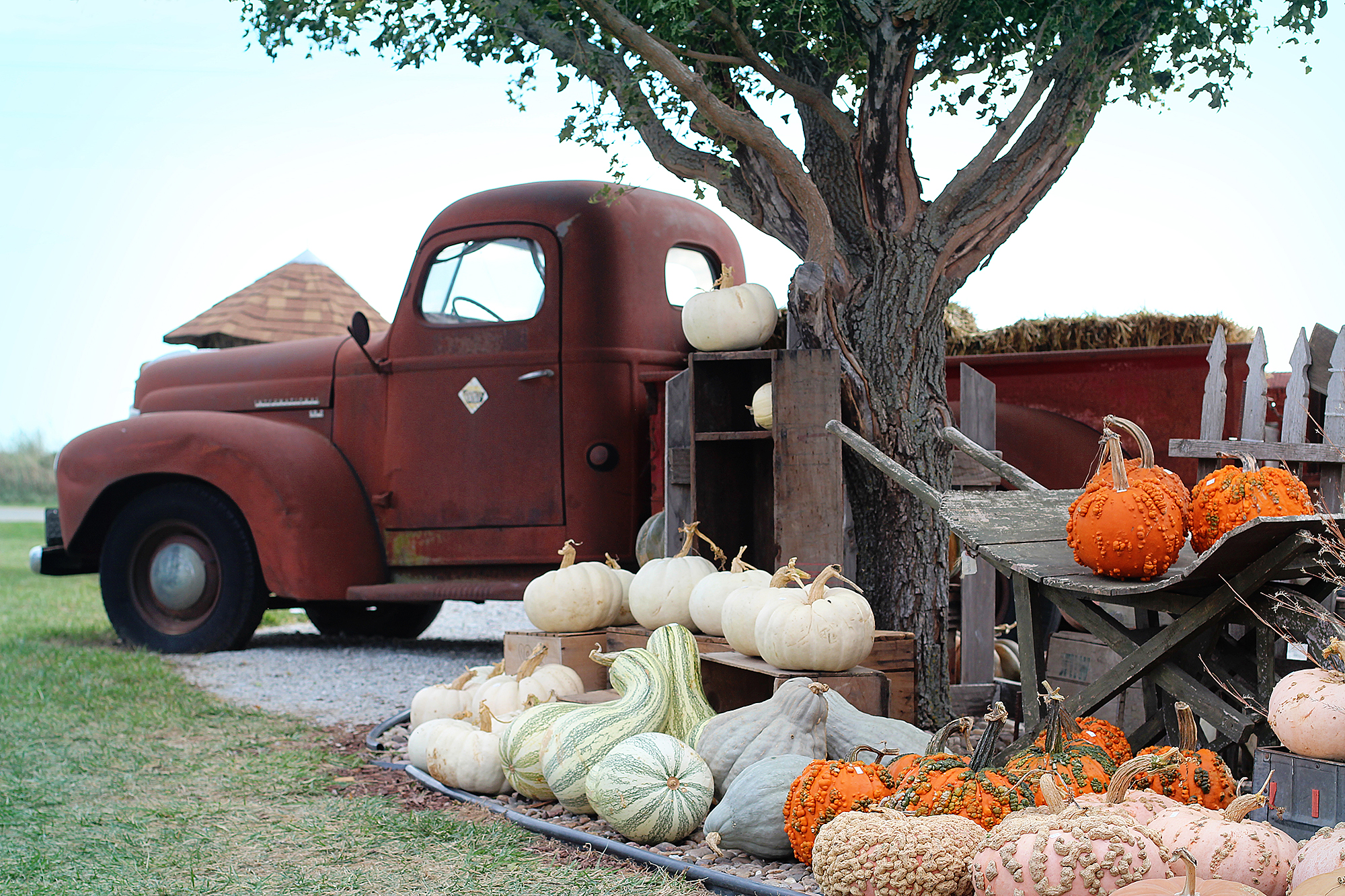 country pumpkin