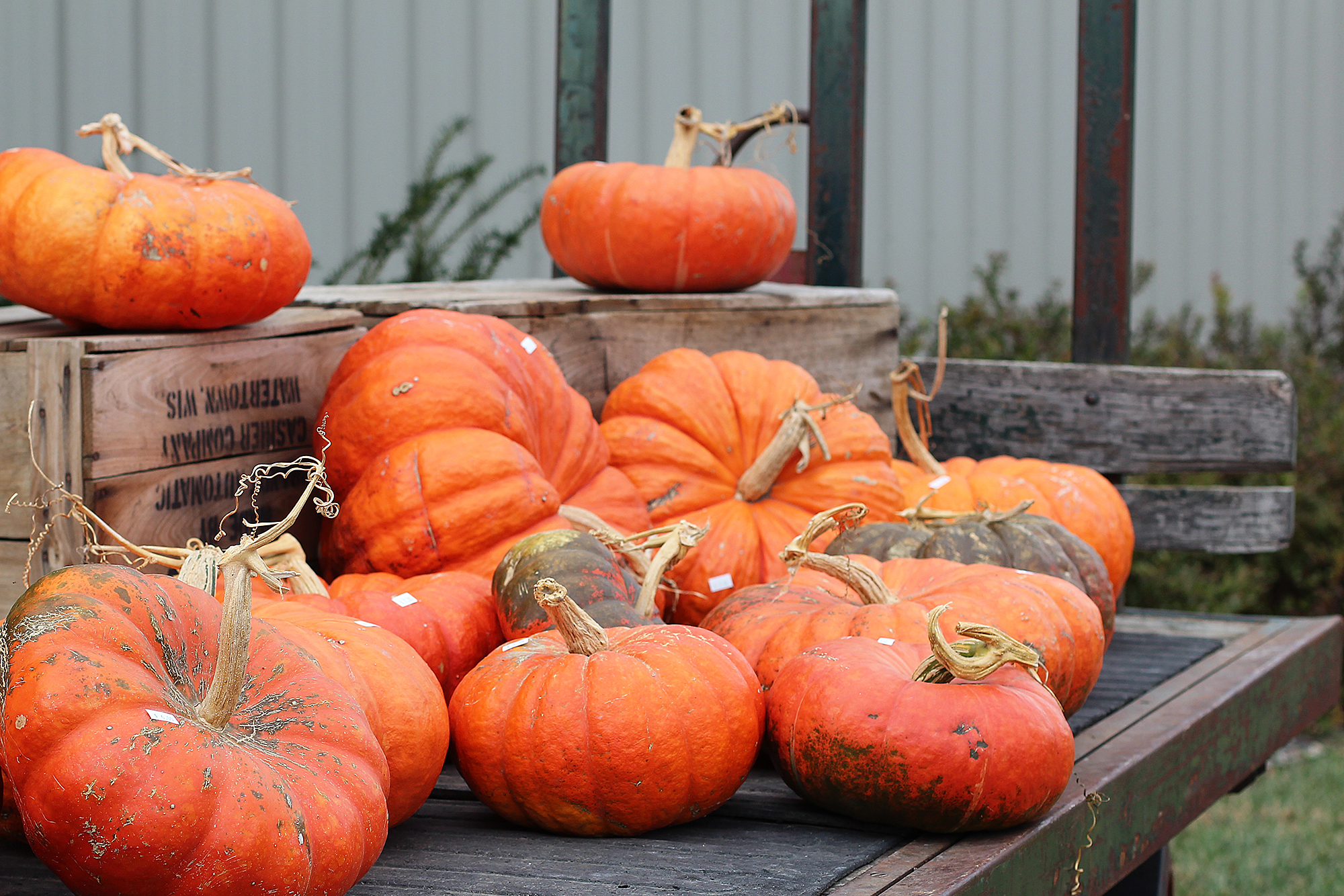 country pumpkin