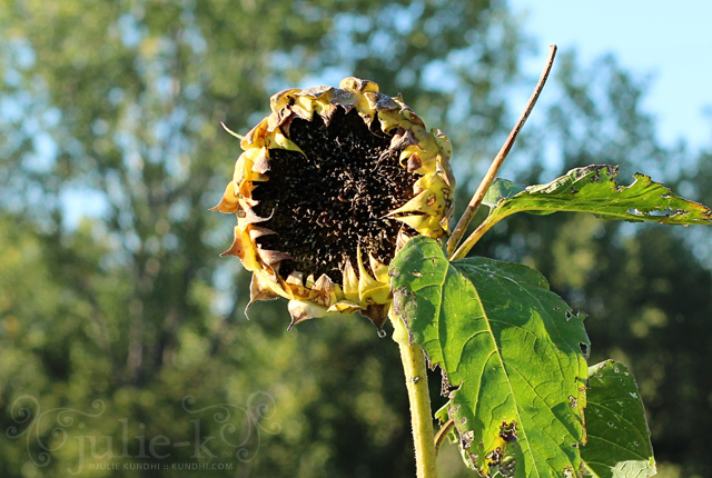 crops farm walk sunflower