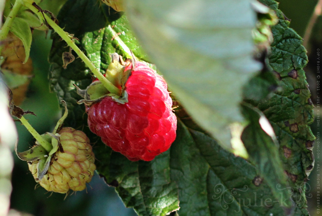 picking fruit