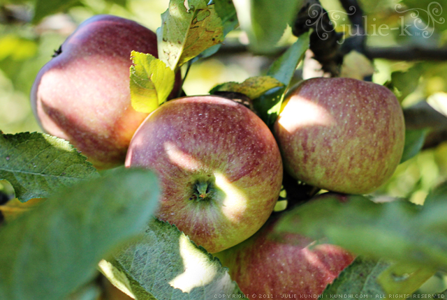 picking fruit