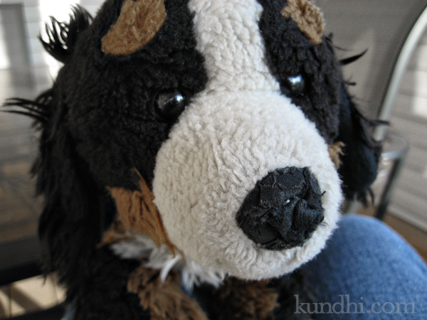 dog's nose is stuffed up