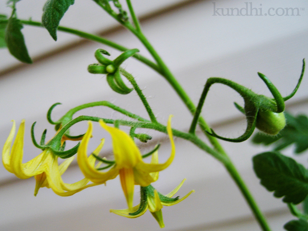 farmers market tomato plant